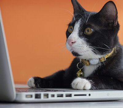 From the CATs to the QMs: Key Impacts of MDS Section N